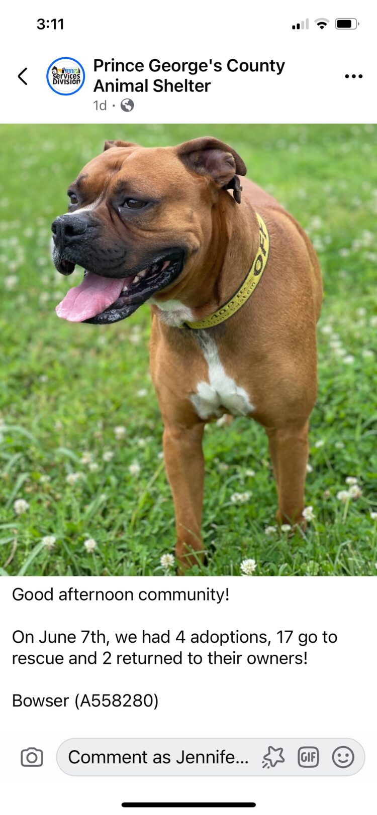 screenshot from a facebook post from the Prince George's County Animal Shelter of a boxer dog available for adoption